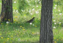 White's Thrush.jpg