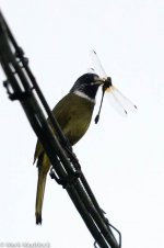 1054_Collared Finchbill.jpg