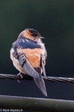 1073_Red-rumped Swallow.jpg