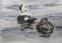 eiders off south end small.JPG