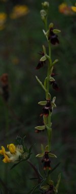 fly-orchid-2-n-hants-jun201.jpg
