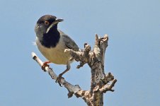 Ruppell's warbler.jpg