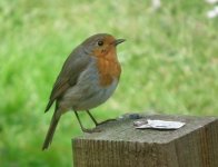 robin on post cropped.jpg