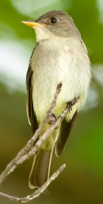 Eastern Wood-Pewee-1.jpg