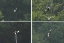 White Winged Black Tern.JPG