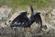 anhinga D800_DSC1720_01.jpg