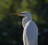 great egret D800_DSC6696_01.jpg