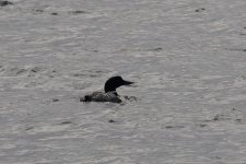 Gt-Northern-Diver.jpg