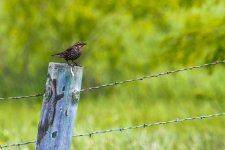 Brown Thrasher?.jpg