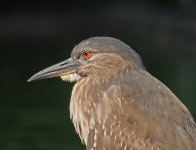 bc night heron imm P300 kwzm30x DSCN9848.jpg