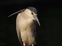 bc night heron P300 kwzm30x DSCN9875.jpg