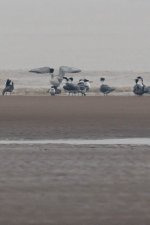 0066_Greater Crested Tern_Mating.jpg