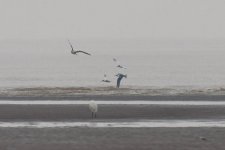 0079_Chinese Crested Tern.jpg