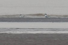 0081_Chinese Crested Tern.jpg