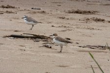 0032_Kentish Plover_Pair.jpg