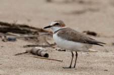 0033_Kentish Plover_Female.jpg