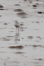 0105_Plover spp.jpg