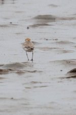 0109_Plover spp.jpg