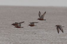 0057_Red Knot.jpg