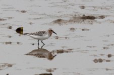 0126_Sanderling.jpg