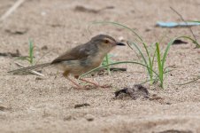 0148_Plain Prinia.jpg