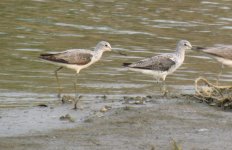 Common Greenshank.jpg