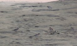 Lesser Sand Plovers.jpg