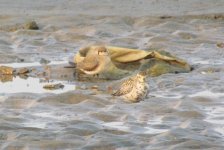 Pacific Golden Plover.jpg