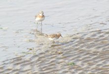 red-necked Stint.jpg