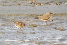 Sharp-tailed Sandpiper.jpg