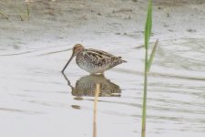 Swin-tailed Snipe.jpg