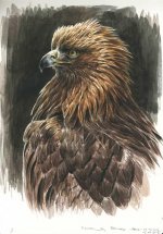 Golden-eagle-study.jpg