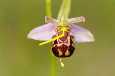 Bee-Orchid---J4F9581.jpg