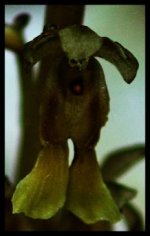 evil orchid 2.jpg