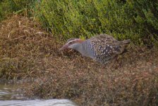 DSCN0775 Buff-banded Rail.jpg