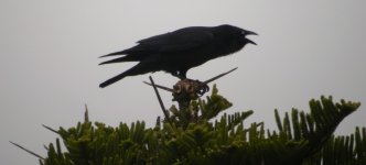 DSCN0796 Australian Raven.jpg
