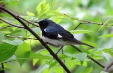 Black Throated blue def. May '12 for web..jpg