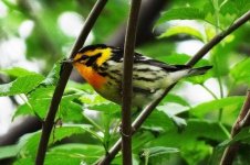 Blackburnian Warbler May '12.jpg No.2.jpg