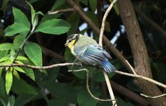 juv.Blue Tit grab from the grdn..jpg