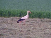 White Stork Stoulton 230512.jpg