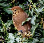 Song Thrush on Ivy hedge from above for web.jpg