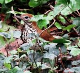 Wood Thrush def. Bryant park May '12 for web..jpg