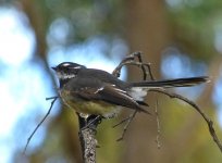 Grey Fantail.JPG