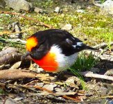 Red Capped Robin.JPG