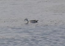 Cotton Pygmy Goose.jpg