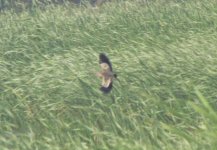 Yellow Bittern.jpg