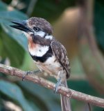 Russett-throated Puffbird.JPG