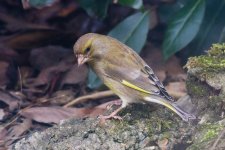 Greenfinch 120508 IMG_4750 web.jpg