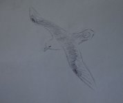 Howth Fulmar biro 2.jpg