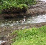 Sanderling.DSCF6290.jpg